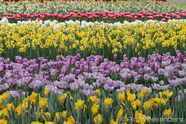 The-Netherlands-Keukenhof-Flowers