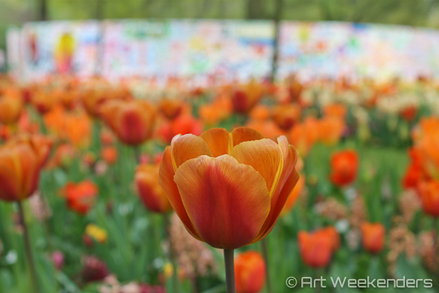 The-Netherlands-Keukenhof-Tulips