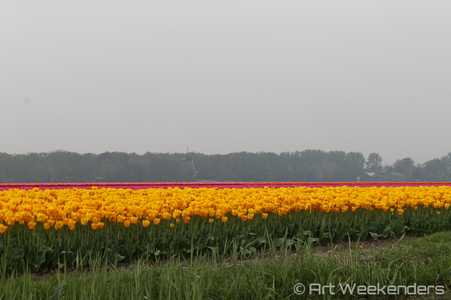 The-Netherlands-Keukenhof, Tulip Fields-Boating-View