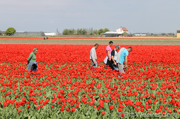 The-Netherlands-Lisse-Tulip-Fields-Working-People