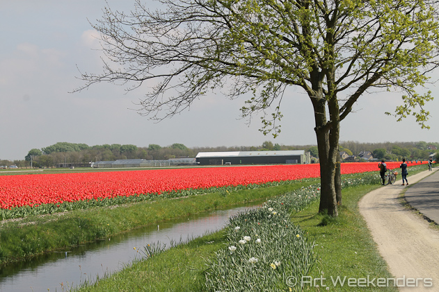 The-Netherlands-Lisse-Tulip-Fields-Keukenhof-Gardens-Biking