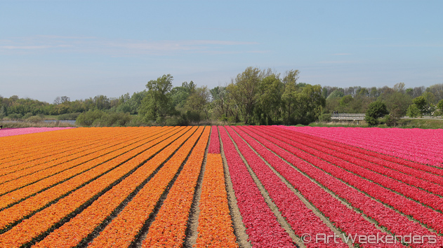 The-Netherlands-Lisse-Tulip-Fields-Keukenhof-Gardens.