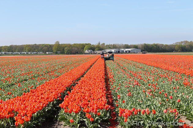 The-Netherlands-Lisse-Tulip-Fields