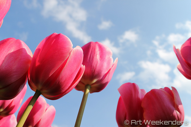 The-Netherlands-Keukenhof-Tulips