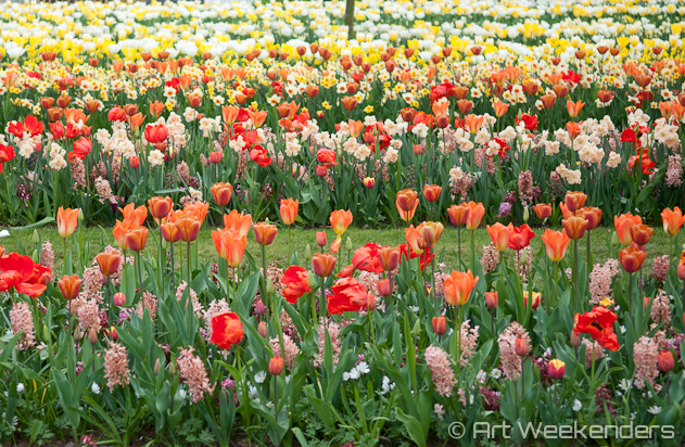 The-Netherlands-Keukenhof-Gardens-Flower-Fields