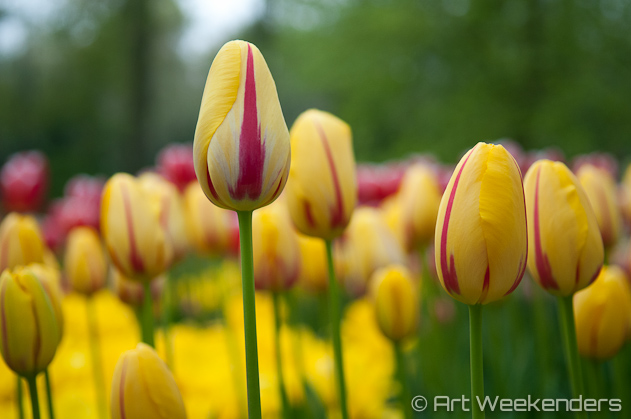 The-Netherlands-Keukenhof-Tulips