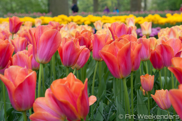 The-Netherlands-Keukenhof-Tulips