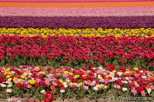 The-Netherlands-Keukenhof-Gardens-Flower-Fields