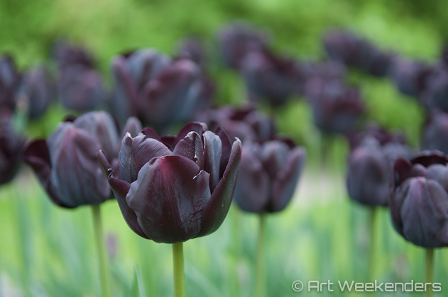 The-Netherlands-Keukenhof-Tulips