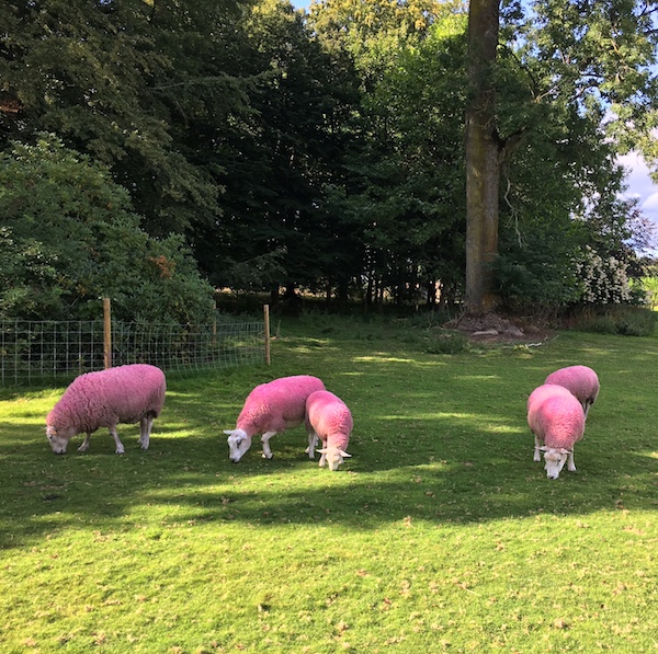 Henrik Plenge Jakobsen pink sheep sculpturemotion Wanås Konst