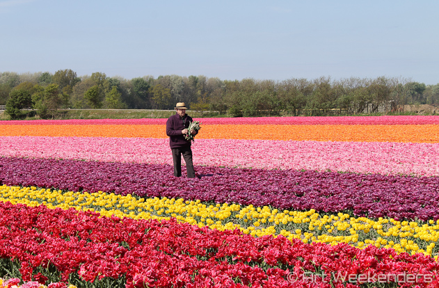 The-Netherlands-Lisse-Tulip-Fields-Working-Man